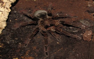 Theraphosa Stirmi Female Tarantula
